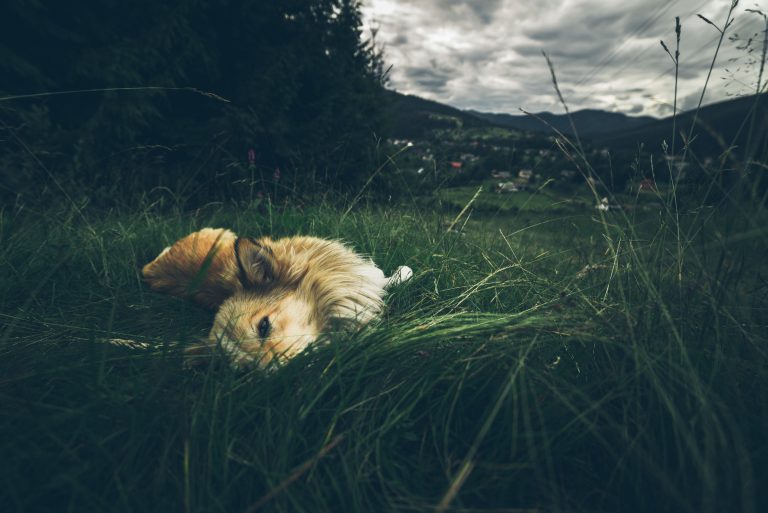 Peut-on enterrer son chien dans son jardin ?