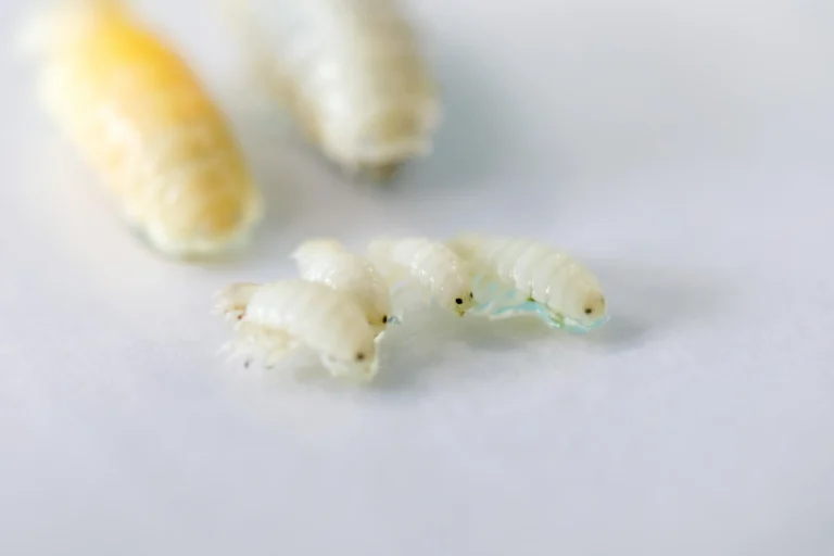 Vers blancs dans la maison