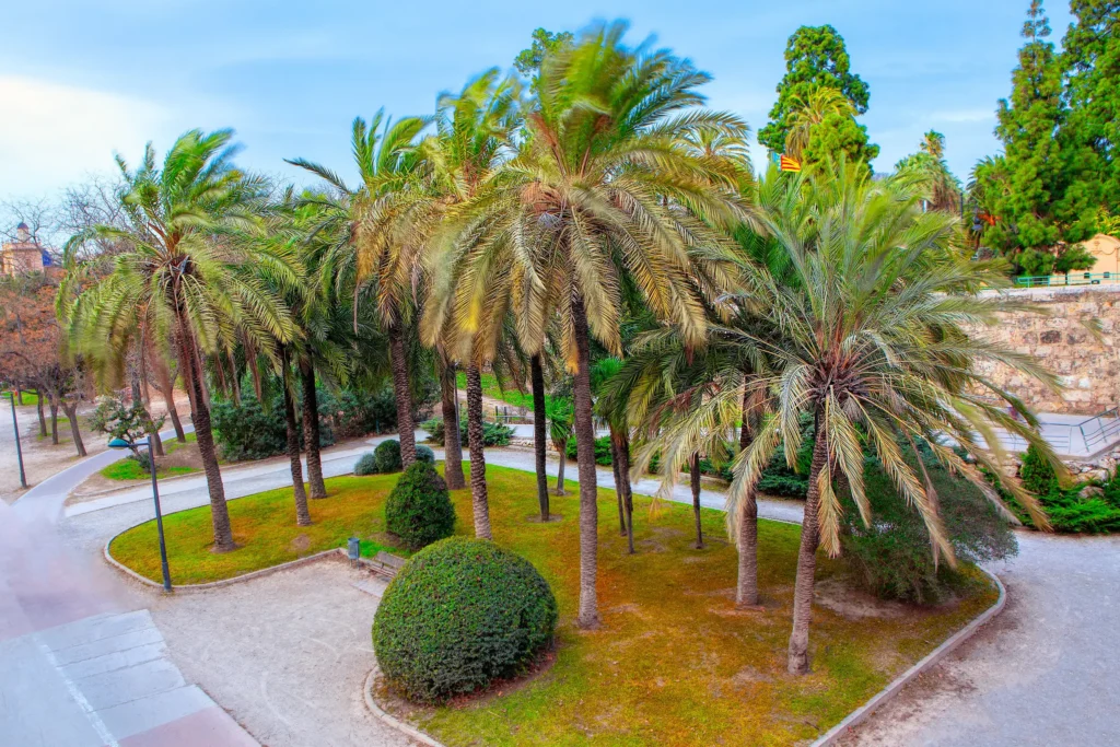palmiers près de maison