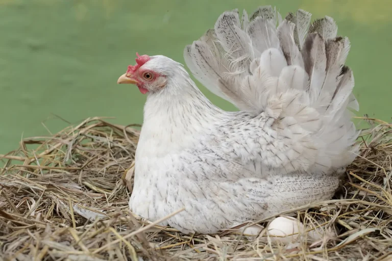Combien de temps couve une poule et comment reconnaître une couvaison normale ? Combien de temps couve une poule