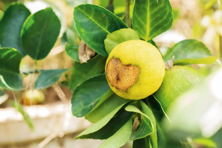 Maladies du citronnier photos