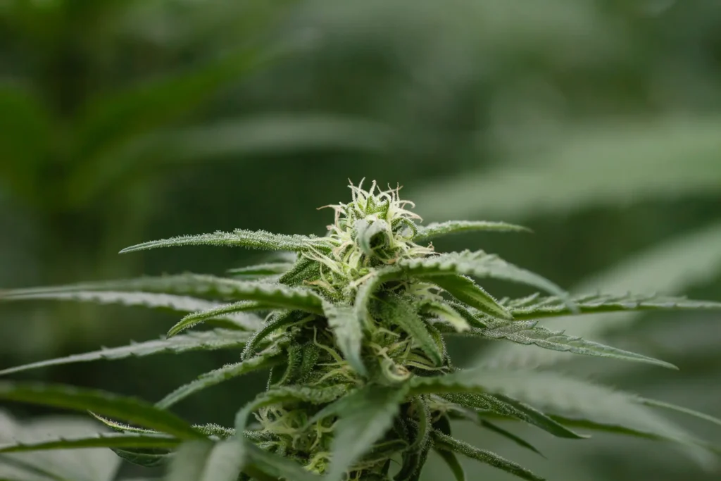 peut-on Cultiver le CBD dans son jardin 