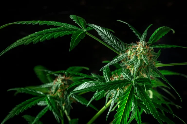 Cultiver le CBD dans son jardin