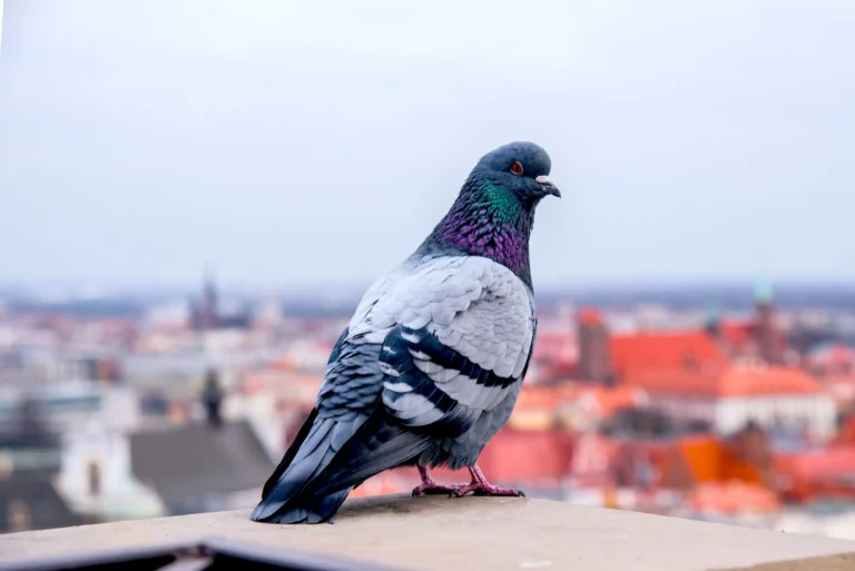 Comment éloigner les pigeons de mon balcon ? éloigner les pigeons de mon balcon