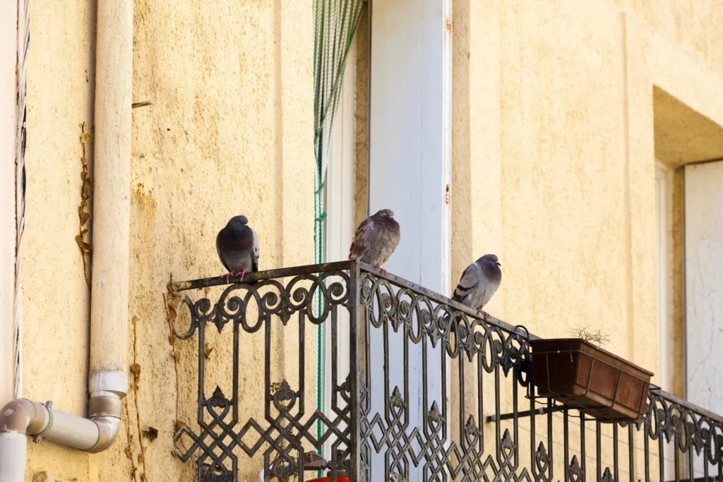 comment éloigner les pigeons de mon balcon