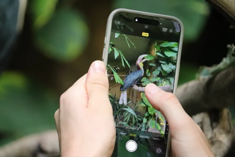 BirdNET : identifiez les chants d’oiseaux dans votre jardin maison jardin