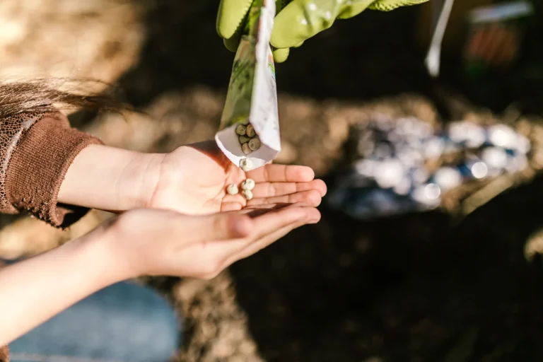 Graines versées dans une main avant un semis au jardin