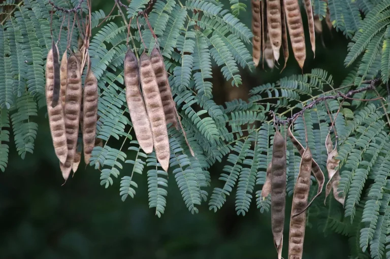 Albizia bois de chauffage : ce que votre cheminée mérite de savoir