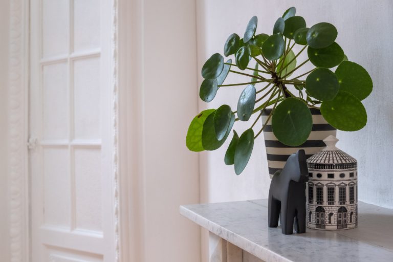 Pilea peperomioides : secrets et conseils pour une plante d’intérieur tendance