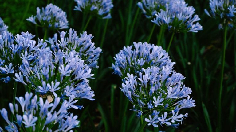 Agapanthe : planter, diviser et protéger cette fleur graphique au jardin Agapanthes bleues en fleurs dans un massif ensoleillé