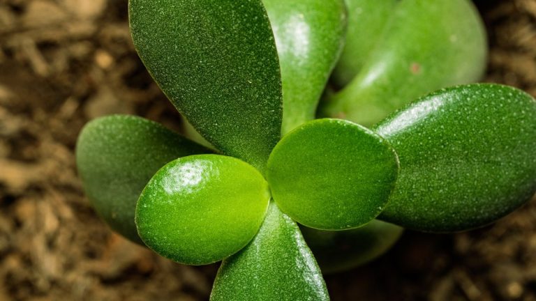 Arbre de jade en pot avec feuilles charnues et brillantes dans un intérieur lumineux