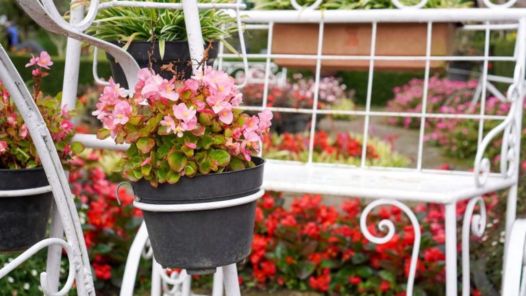 Bégonias en fleurs roses et rouges dans des pots de jardin
