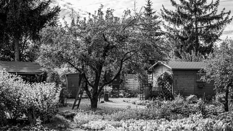 Cabane de jardin en bois installée dans un jardin aménagé