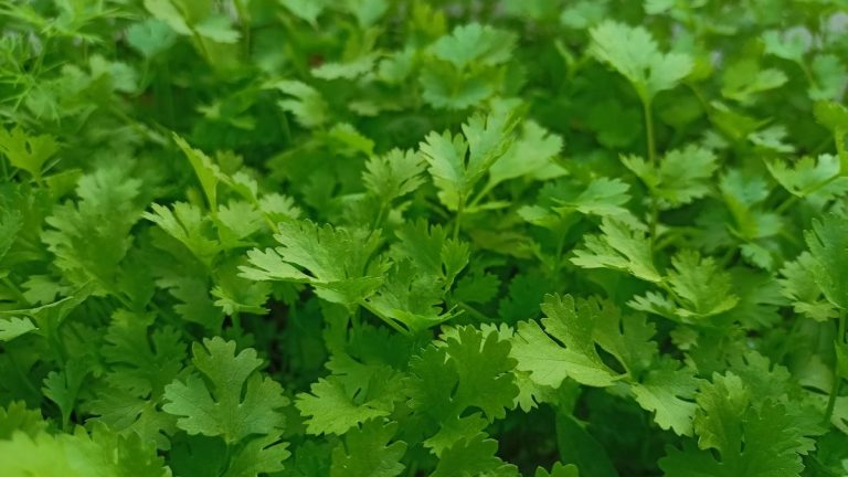 Plants de coriandre fraîche dans un potager ensoleillé
