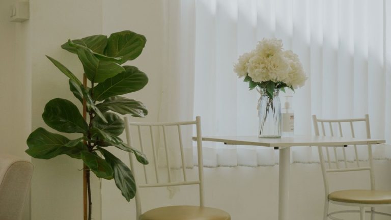 Ficus : entretien, arrosage et emplacement pour éviter la chute des feuilles Grand ficus benjamina en pot dans un salon lumineux