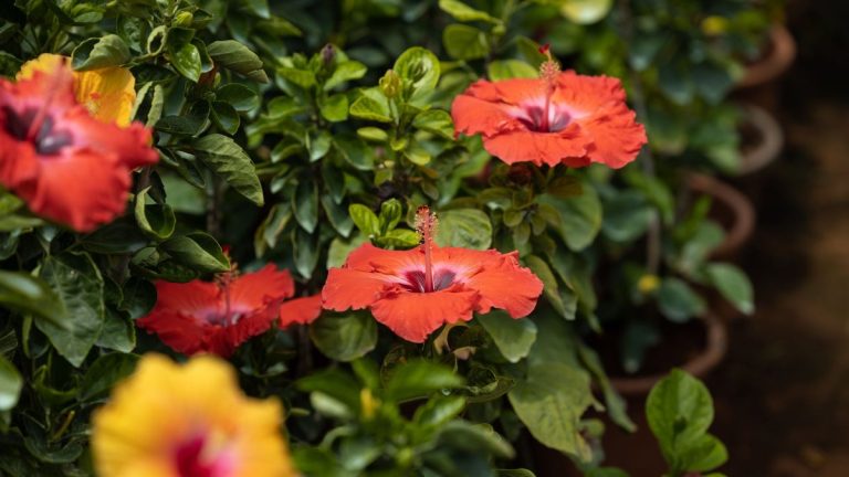 Hibiscus : plantation, entretien et erreurs à éviter au jardin ou en pot Fleur d'hibiscus rouge épanouie dans un jardin ensoleillé