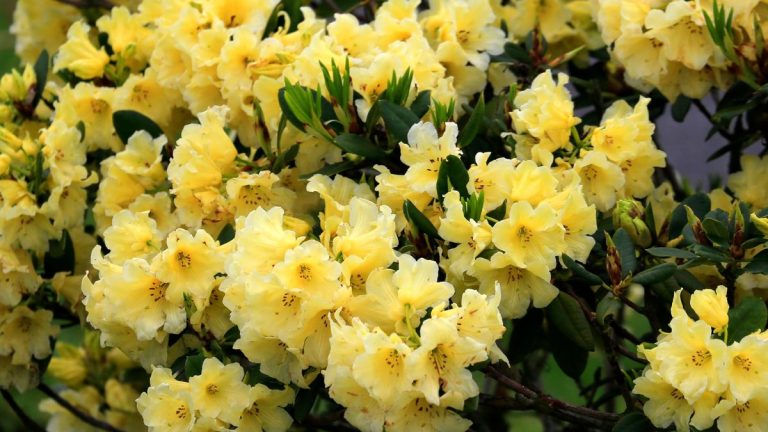 Rhododendron : plantation, terre de bruyère et entretien pour une floraison durable Rhododendron rose en pleine floraison dans un jardin ombragé