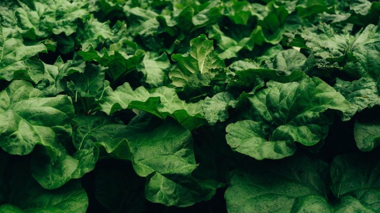 Rhubarbe au potager : plantation, entretien et récolte des tiges Plant de rhubarbe au potager avec grandes feuilles et tiges rouges