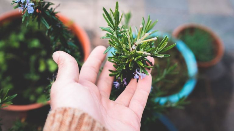 Romarin : plantation, taille et entretien pour un aromatique robuste Plant de romarin aromatique en pot avec feuillage vert persistant