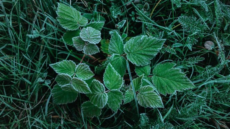 Plants de légumes protégés par un voile dans un potager au printemps