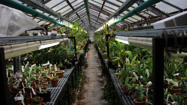 Serre de jardin : tunnel, verre ou polycarbonate, quel modèle choisir ? Serre de jardin en verre avec plantes et cultures sous abri